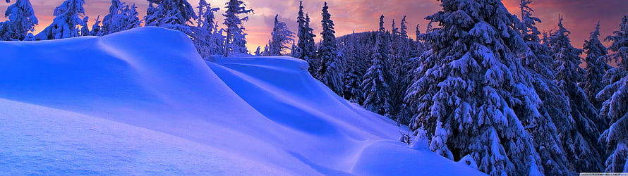 Serene Winter Landscape With Snowy Pine Trees And Pink Sunset Sky HD wallpaper