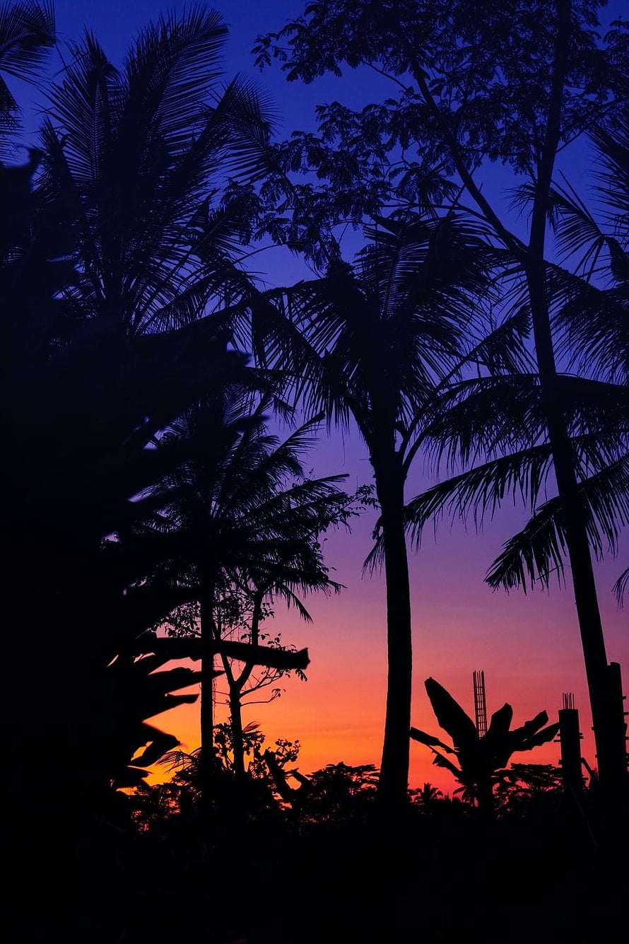 Tropical Palm Tree Silhouettes Against a Vibrant Purple and Orange Sunset Sky HD phone wallpaper
