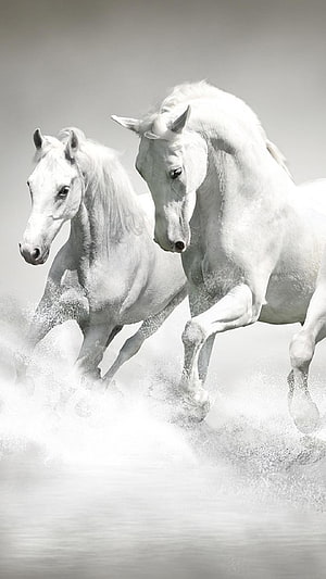 Two White Horses Galloping Through Snow in Monochrome HD phone wallpaper