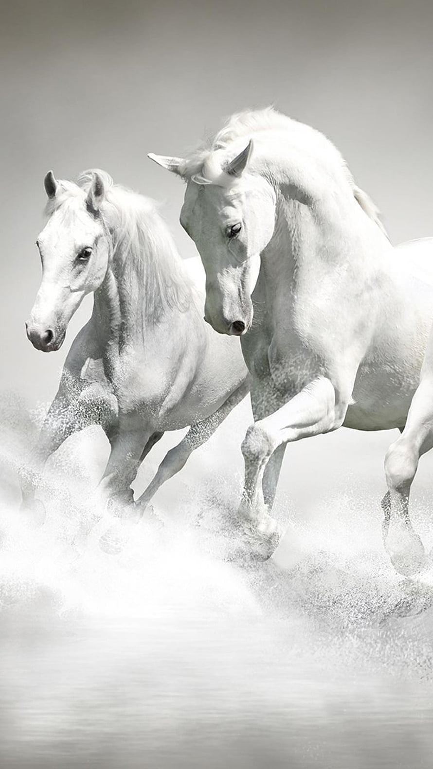 Two White Horses Galloping Through Snow in Monochrome HD phone wallpaper