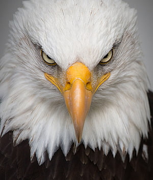 Close-up portrait of a majestic bald eagle with intense yellow eyes and sharp beak HD phone wallpaper