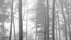 Misty Black And White Forest With Tall Trees And Foggy Atmosphere HD wallpaper