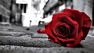 Vibrant Red Rose on Cobblestone Street with Black and White Background HD wallpaper