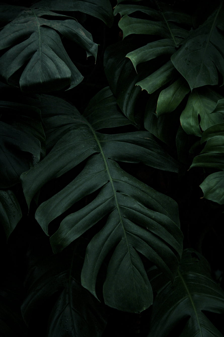 Dark Monstera Leaves in Deep Shadow with Moody Tropical Aesthetic HD phone wallpaper