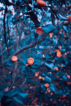 Coral Camellia Blossoms on Teal-Tinted Branches in a Moody Garden HD phone wallpaper