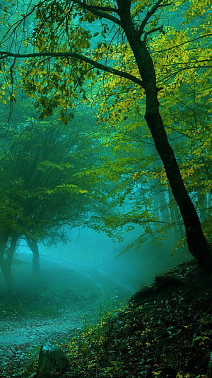 Mystical Misty Forest Path With Green And Yellow Leaves HD phone wallpaper