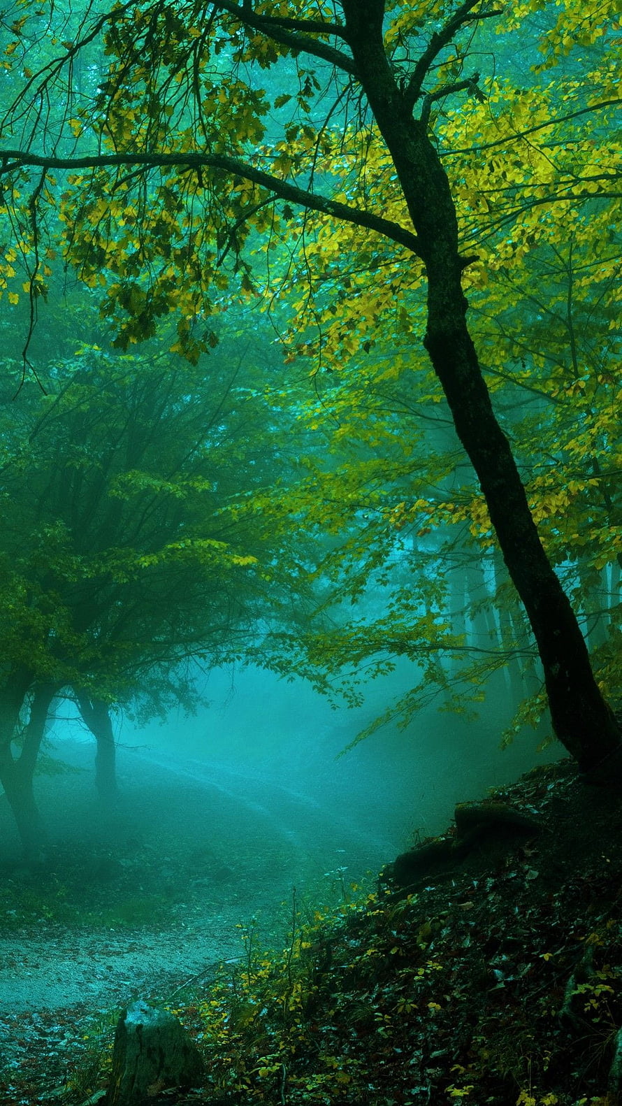 Mystical Misty Forest Path With Green And Yellow Leaves HD phone wallpaper