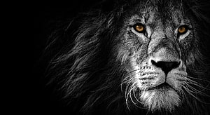 Majestic Male Lion Portrait with Intense Amber Eyes on Black Background HD wallpaper