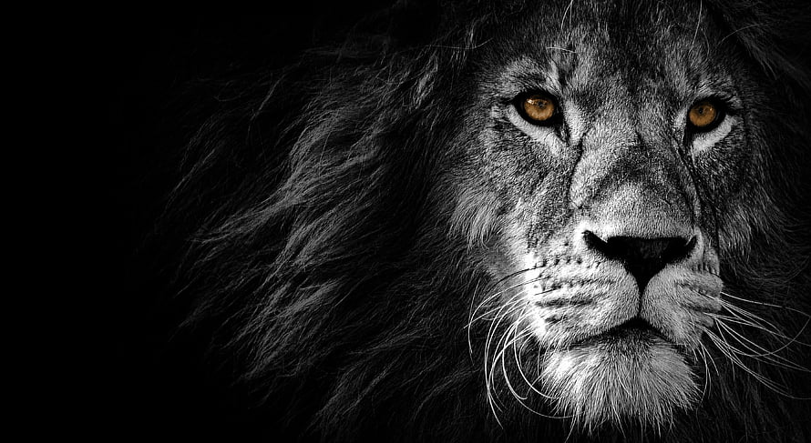 Majestic Male Lion Portrait with Intense Amber Eyes on Black Background HD wallpaper