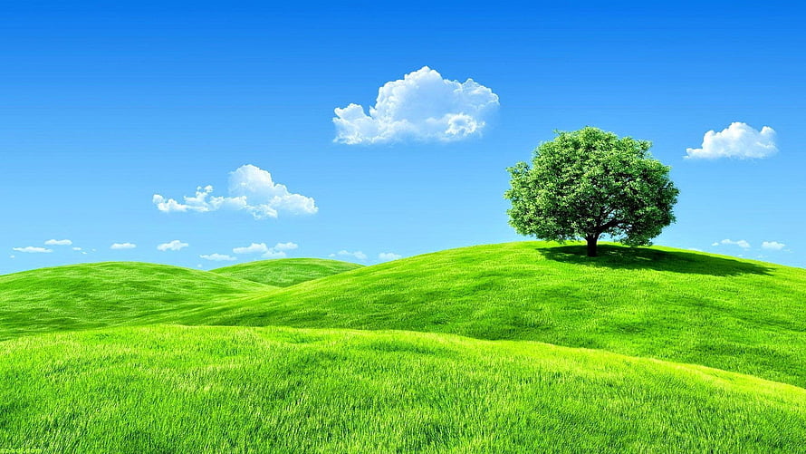 Serene Green Hills With Solitary Tree Under Blue Sky HD wallpaper