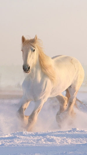White Horse Galloping Through Snowy Winter Landscape HD phone wallpaper