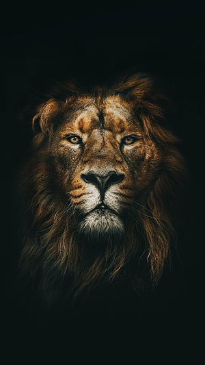 Majestic Male Lion Portrait With Dark Background And Intense Gaze HD phone wallpaper