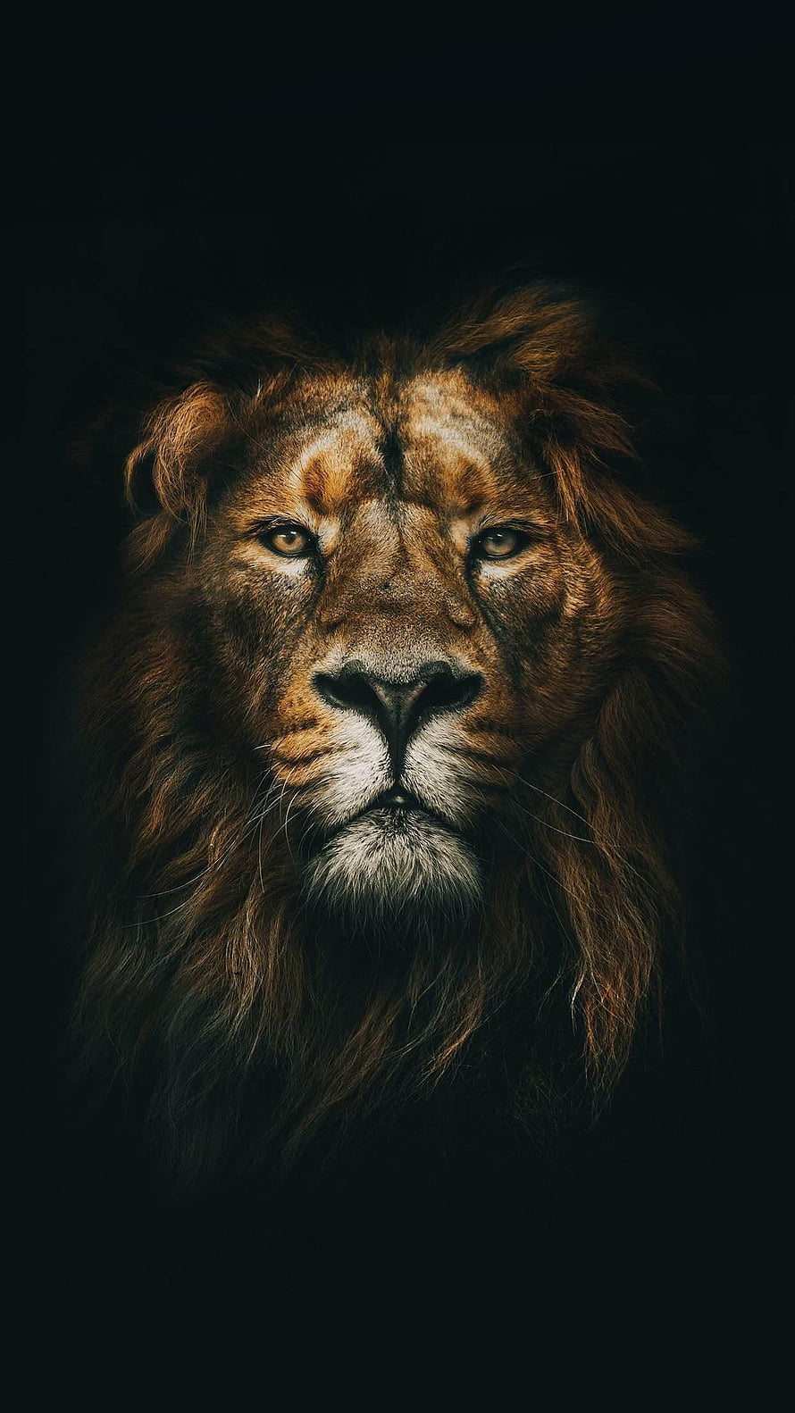 Majestic Male Lion Portrait With Dark Background And Intense Gaze HD phone wallpaper