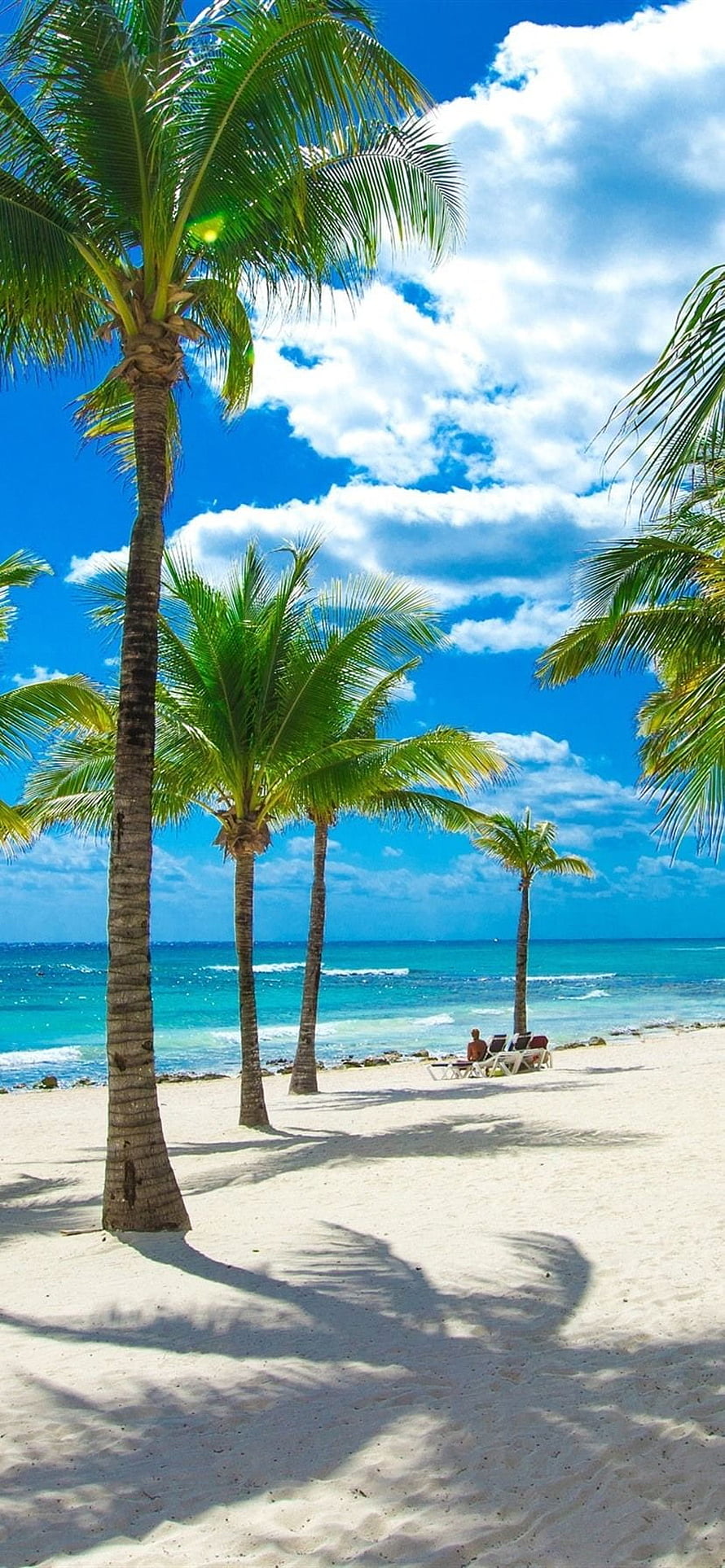 Tropical Beach Scene With Palm Trees, White Sand, and Turquoise Ocean Under a Blue Sky HD phone wallpaper