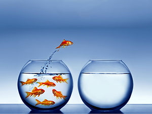 Goldfish Jumping Between Two Glass Bowls Conceptual Business Image HD wallpaper