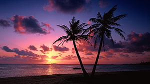 Tropical Beach Sunset with Silhouetted Palm Trees and Vibrant Sky HD wallpaper