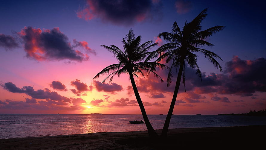 Tropical Beach Sunset with Silhouetted Palm Trees and Vibrant Sky HD wallpaper