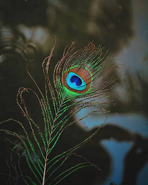 Vibrant Peacock Feather Macro Photography with Blue and Green Eye Pattern HD phone wallpaper
