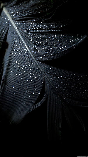 Macro Photography of a Black Feather Covered in Dew Drops Against a Dark Background HD phone wallpaper