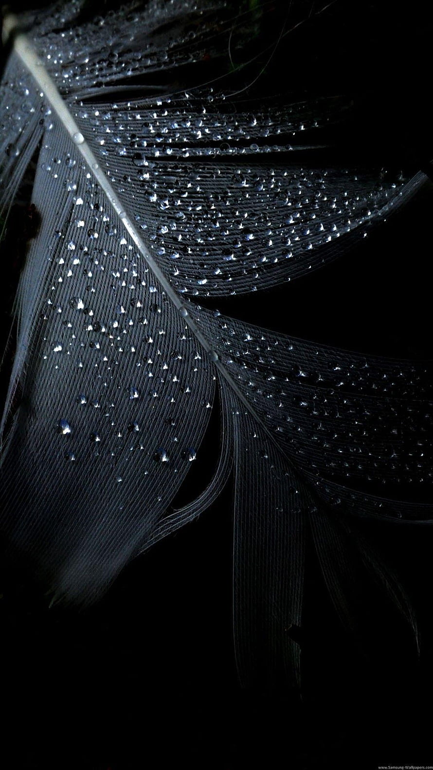 Macro Photography of a Black Feather Covered in Dew Drops Against a Dark Background HD phone wallpaper
