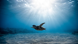 Sea turtle gliding through sunlit blue ocean water above a sandy seabed HD wallpaper