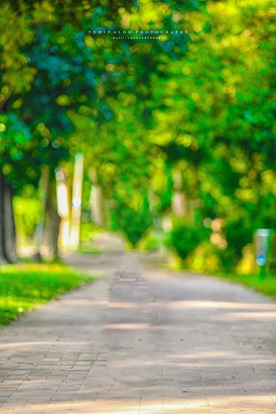 Blurred Park Pathway With Green Trees And Sunlight HD phone wallpaper