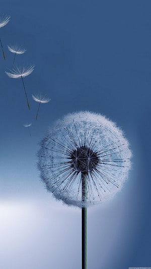 Dandelion Seed Head With Drifting Seeds Against a Blue Sky HD phone wallpaper