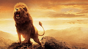 Majestic Lion Roaring on Rocky Outcrop at Golden Sunset HD wallpaper
