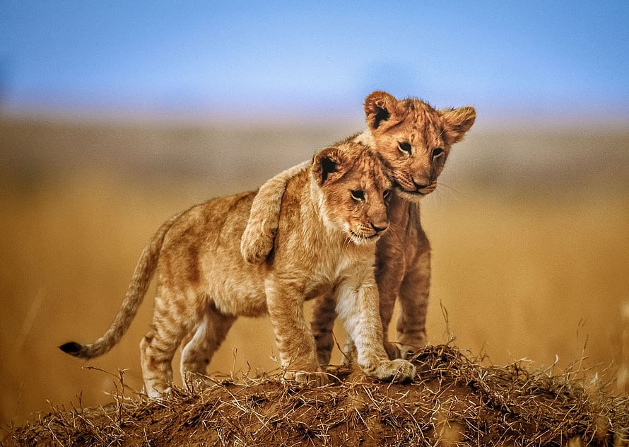 Two Adorable Lion Cubs Standing Together on a Mound in the African Savanna HD wallpaper