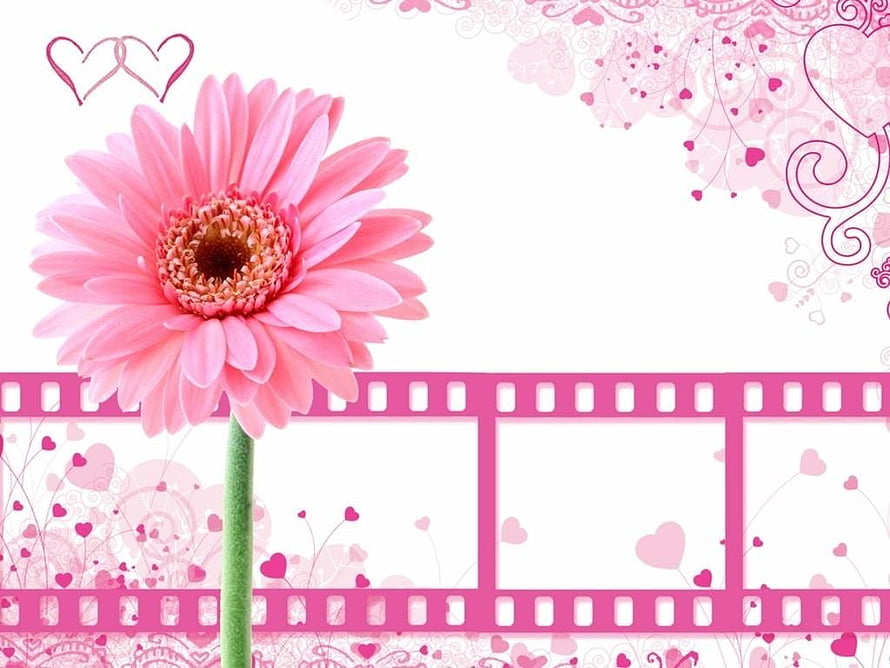 Pink Gerbera Daisy with Film Strip and Hearts on White Background HD wallpaper