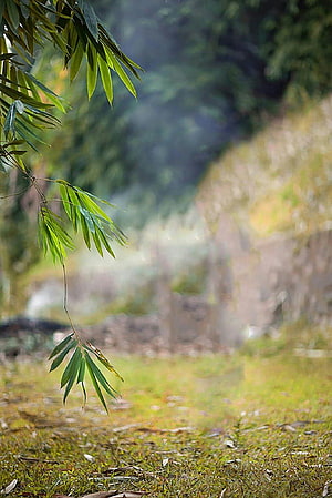 Serene Bamboo Leaves Hanging Over a Misty Forest Path HD phone wallpaper