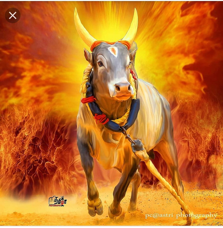 Majestic Nandi Bull Running Through Flames With Golden Horns And Sacred Markings HD phone wallpaper