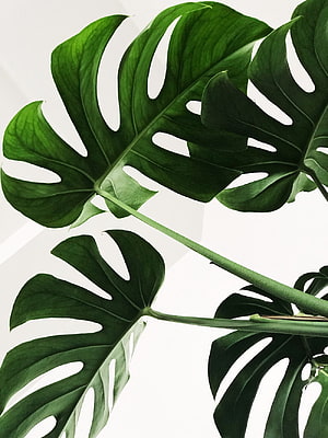 Monstera Deliciosa Leaves Against White Background Minimalist Plant Aesthetic HD phone wallpaper
