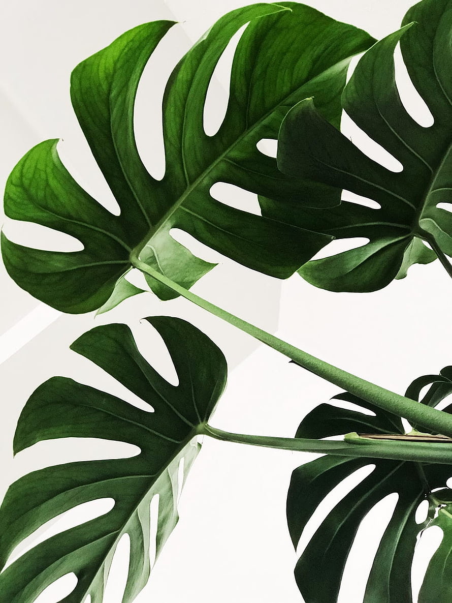 Monstera Deliciosa Leaves Against White Background Minimalist Plant Aesthetic HD phone wallpaper