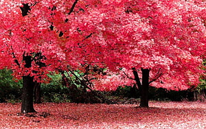 Vibrant Red Maple Trees in Autumn Forest with Fallen Leaves HD wallpaper
