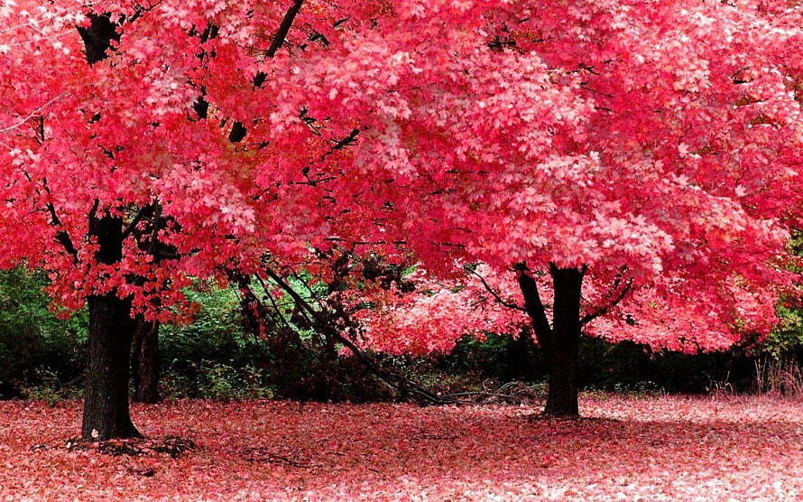 Vibrant Red Maple Trees in Autumn Forest with Fallen Leaves HD wallpaper