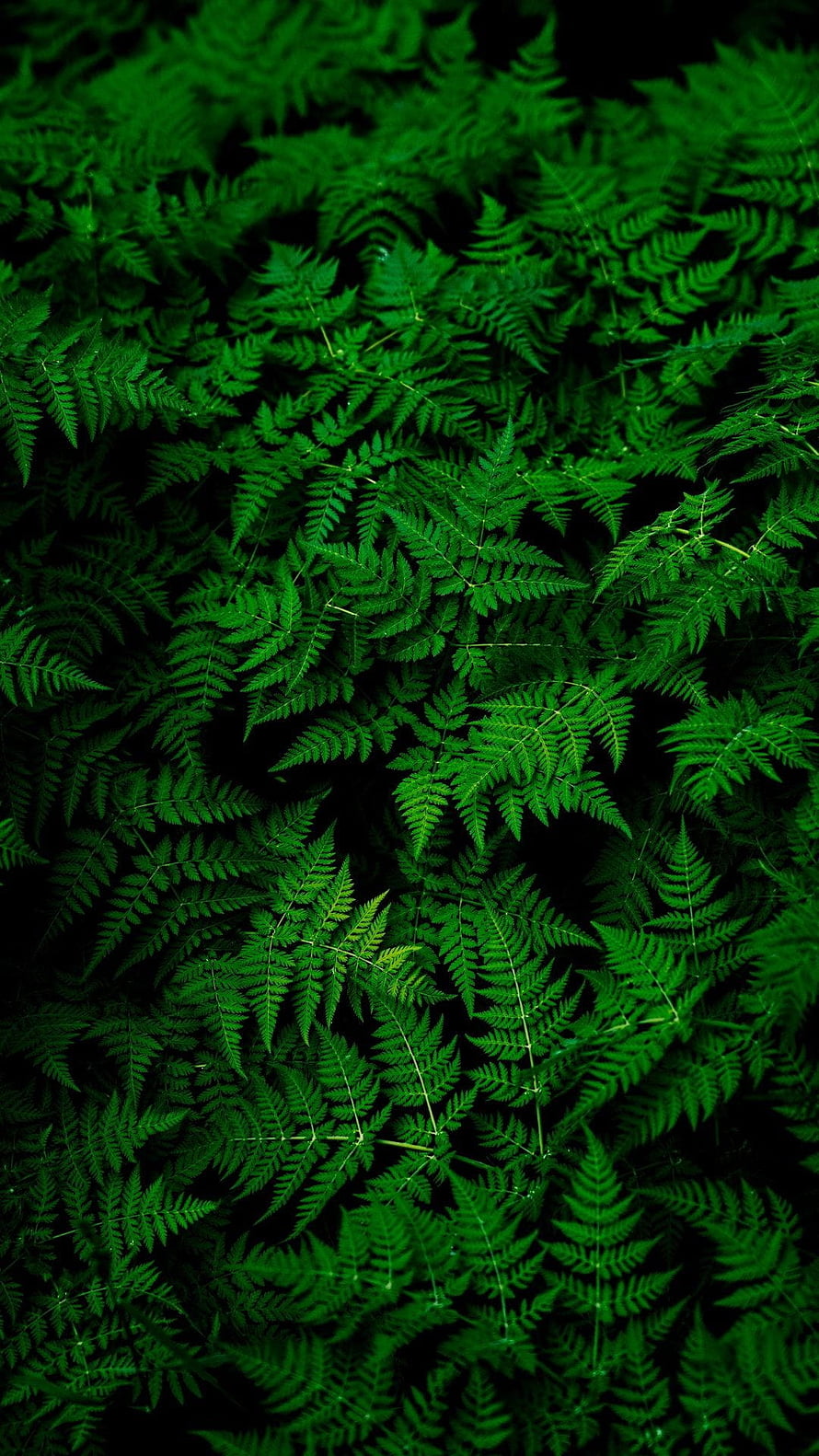 Lush Green Fern Leaves Pattern Nature Background HD phone wallpaper