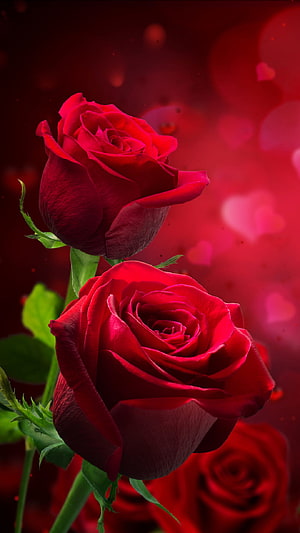 Romantic Red Roses With Heart Shaped Bokeh Background, Earth/Rose, mobile red rose flowers HD phone wallpaper