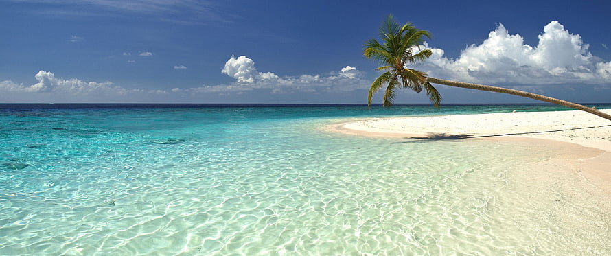 Tropical Paradise Beach with Leaning Palm Tree and Crystal Clear Turquoise Water HD wallpaper