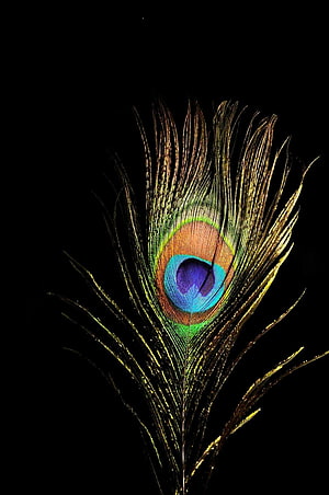 Vibrant Peacock Feather with Iridescent Eye Pattern on Black Background HD phone wallpaper