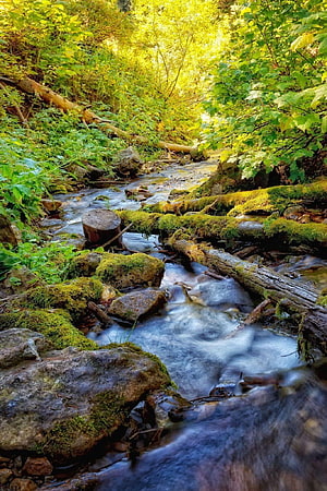 Serene Forest Stream Flowing Over Mossy Rocks and Fallen Logs in Sunlit Woods HD phone wallpaper