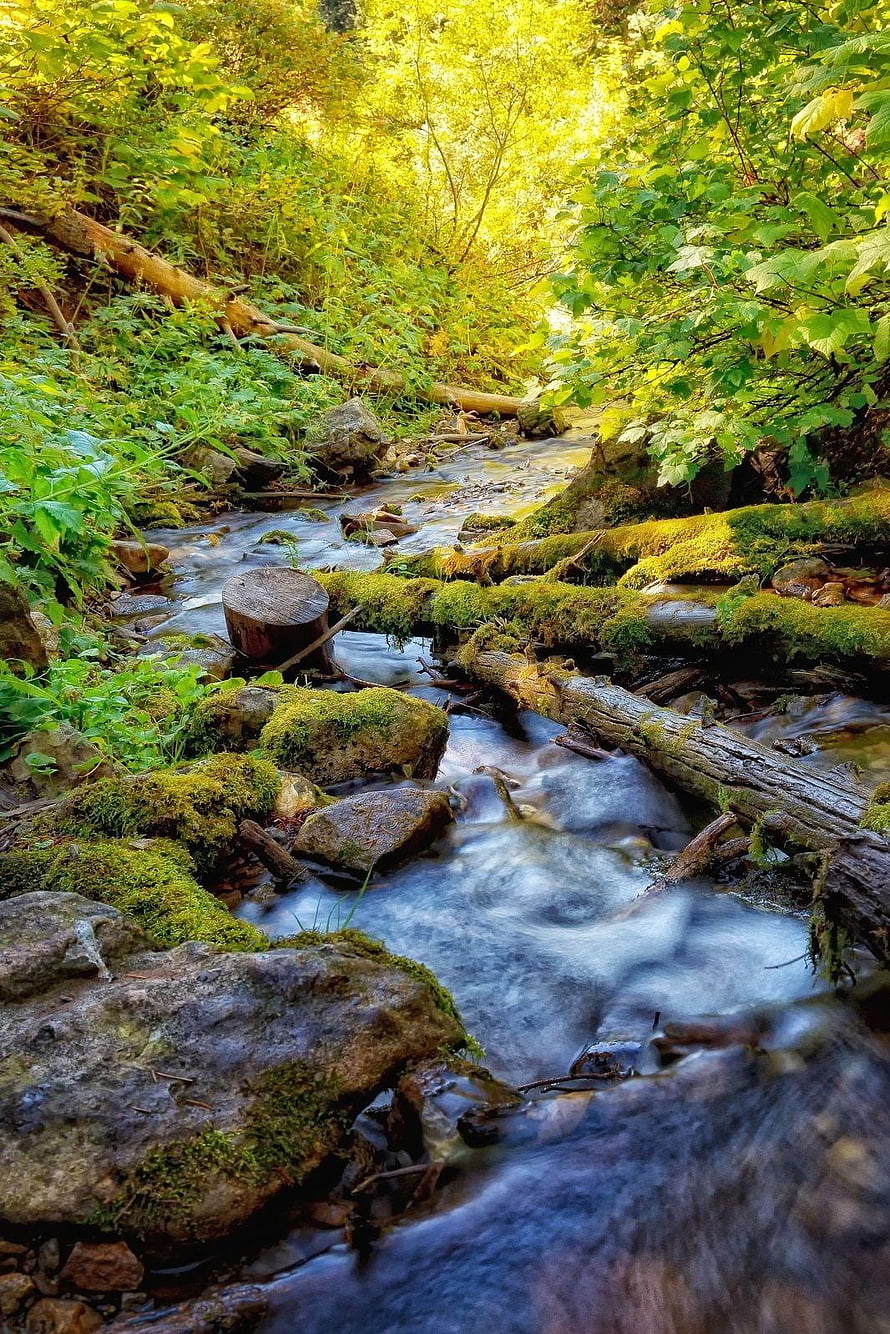 Serene Forest Stream Flowing Over Mossy Rocks and Fallen Logs in Sunlit Woods HD phone wallpaper