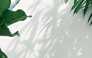 Tropical Leaf Shadows on White Plaster Wall Minimalist Nature Background HD wallpaper