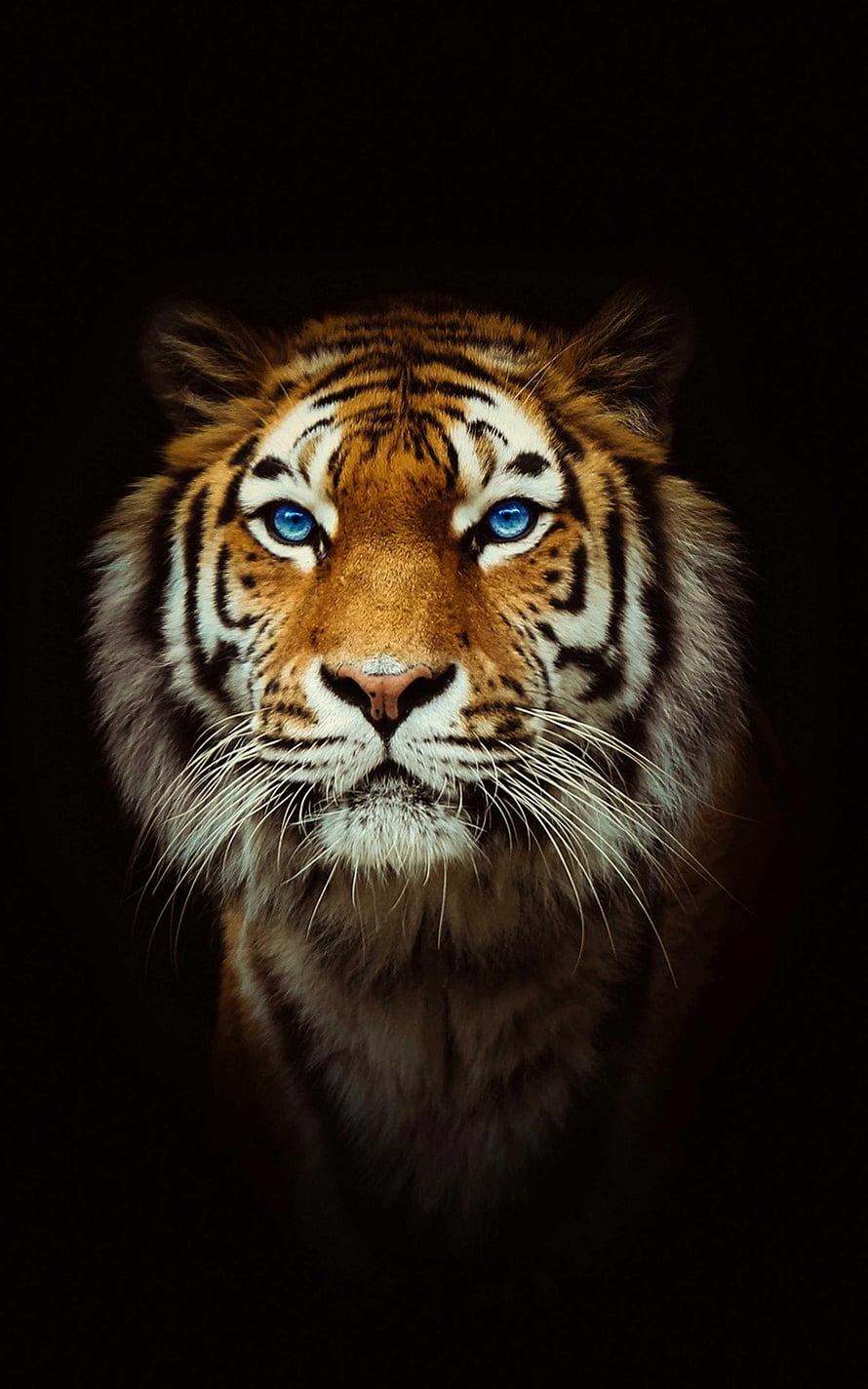Majestic Bengal Tiger Portrait with Striking Blue Eyes Against a Dark Background HD phone wallpaper