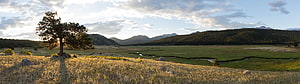 Golden Hour Panorama of a Mountain Meadow with a Lone Pine Tree and Winding Stream HD wallpaper