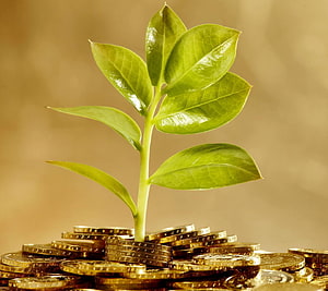 Green Sapling Growing from a Stack of Gold Coins on a Warm Background HD wallpaper