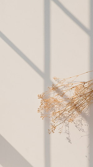 Minimalist Dried Baby's Breath Flowers with Geometric Window Shadows on White Wall HD phone wallpaper