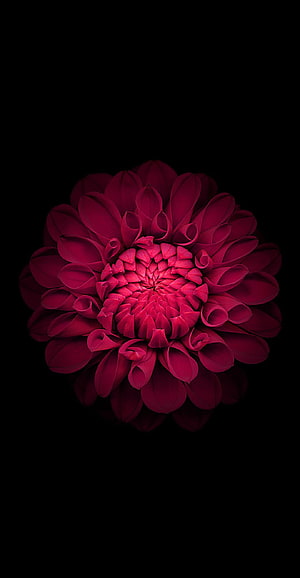 Vibrant Crimson Dahlia Flower Centered on Deep Black Background HD phone wallpaper