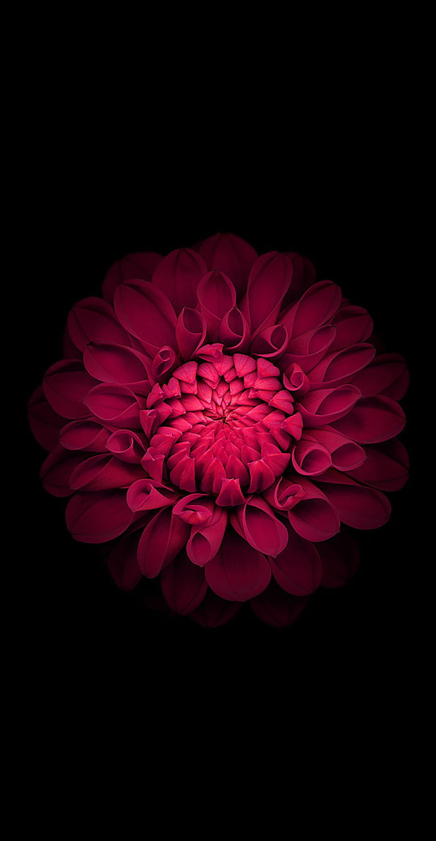 Vibrant Crimson Dahlia Flower Centered on Deep Black Background HD phone wallpaper