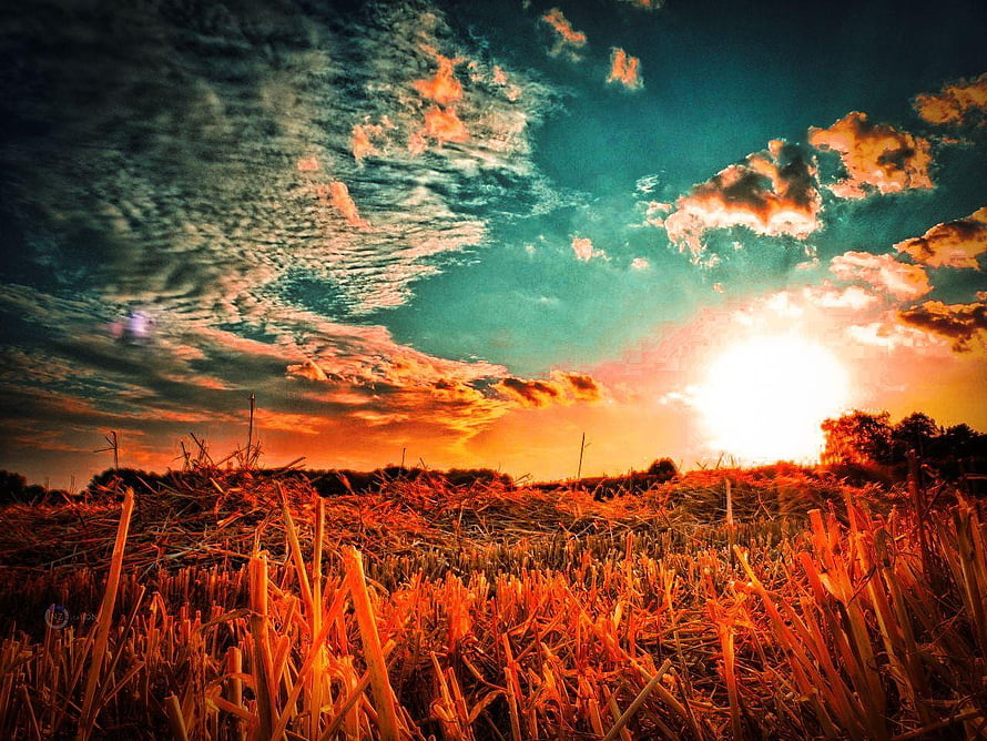 Dramatic Sunset Over a Golden Harvest Field with Vibrant Clouds HD wallpaper